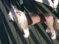 Nu Poil's Twister River Lane Chinese Crested