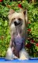 Siberian Love Zillion Hearts Chinese Crested