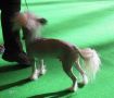 Annamac the Artful One at Alltot Chinese Crested