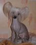 Charuyuschiy Soblazn Misterios Chinese Crested
