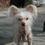 Show N Tell Butterfly Effect By X-roads Nu Poil Chinese Crested