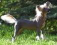 Happy Dancing Just Koot Chinese Crested