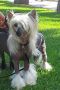 Made In The Bandedogge Chinese Crested