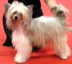Beautifull Boy du Doux Mystere Chinese Crested
