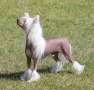 Moelmo's Never Look Back Chinese Crested