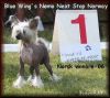  Blue Wing's Nemo Next Stop Norway Chinese Crested