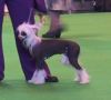 Maralou Desirabley Loved Chinese Crested