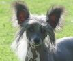Elioth For Mady's Love Chinese Crested