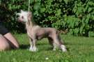 Proud Pony Needless to Say Chinese Crested