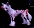 Jonbrecy's Sweet Champagne Chinese Crested