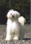 Lindberg Snowball Chinese Crested