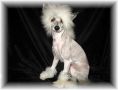 Puff The Blue Fire Mountain Chinese Crested