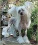 It's All Or Nothing N'Co Chinese Crested