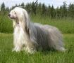 Lohamras Fromage Chinese Crested