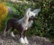 Lionheart Keep It In The Family Chinese Crested