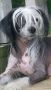Vii Peaks Ncis Agent Davied Chinese Crested
