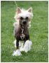 Aya Napi by Little Jade Chinese Crested