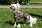 Big Jokes Harry Potter Chinese Crested