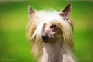 Tropicano,The Exotic Temptation de Fageiro Chinese Crested