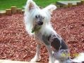 Bell Sue Voss Chinese Crested