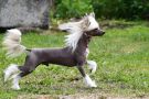 Pit Winning Smile Chinese Crested
