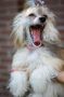 Grand Sunlife De-Vinko Chinese Crested