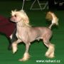 Angelcrest Foxy Legend at Mixkynz Chinese Crested