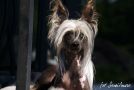 Quintessence of Love z Jasne hvezdy Chinese Crested