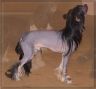 Benito's Sir William Chinese Crested