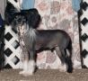 Moonswift Aztec Emperor Chinese Crested