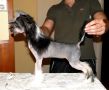Time to Shine FalaZairroo Chinese Crested