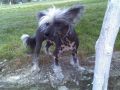 Strong Stael Monterrey Chinese Crested