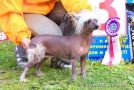Gloria Chinese Crested