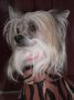 Sungary Pink Flauer Chinese Crested