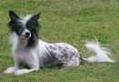 Zoe's Violet Do Can Bravo Chinese Crested