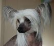 Because I Luv U So Crestyle Chinese Crested