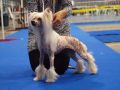 Girra Plysovy pritel Chinese Crested