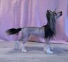 Absolute Souls Spicy Hot Chilly Chinese Crested