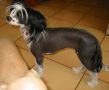 Wumao Unchained Melody Chinese Crested