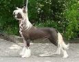Jokima Just A Latin Lover Chinese Crested