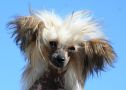 Rimabra's Quanja Chinese Crested