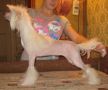 Angel O' Check Ispania Chinese Crested