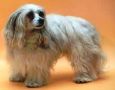 Ben Forever Puff od Zlate Samanty Chinese Crested