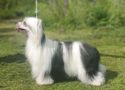 Gold Toradora Here Comes The Heartbreaker Chinese Crested