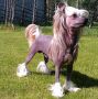 Amelion's Rush to C-me Chinese Crested