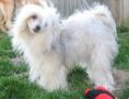 Mosaic Killian in the puff Chinese Crested