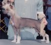 Gingery's Persimmon Chinese Crested