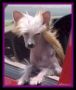 Montrose Lil Red Diva Of Lj's Chinese Crested
