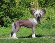 Omegaville  Winner Takes It All Chinese Crested