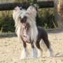 Omegaville Dancing Queen Chinese Crested